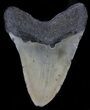 Bargain Megalodon Tooth - North Carolina #37344-2